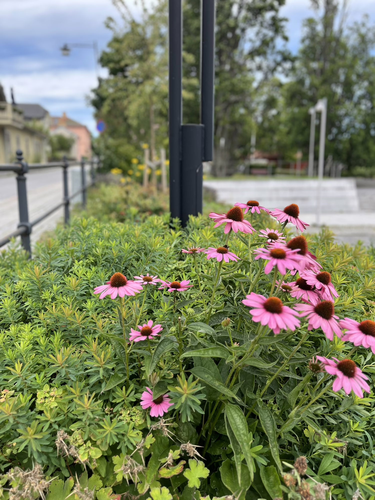 Blomsterrabatter i Nora