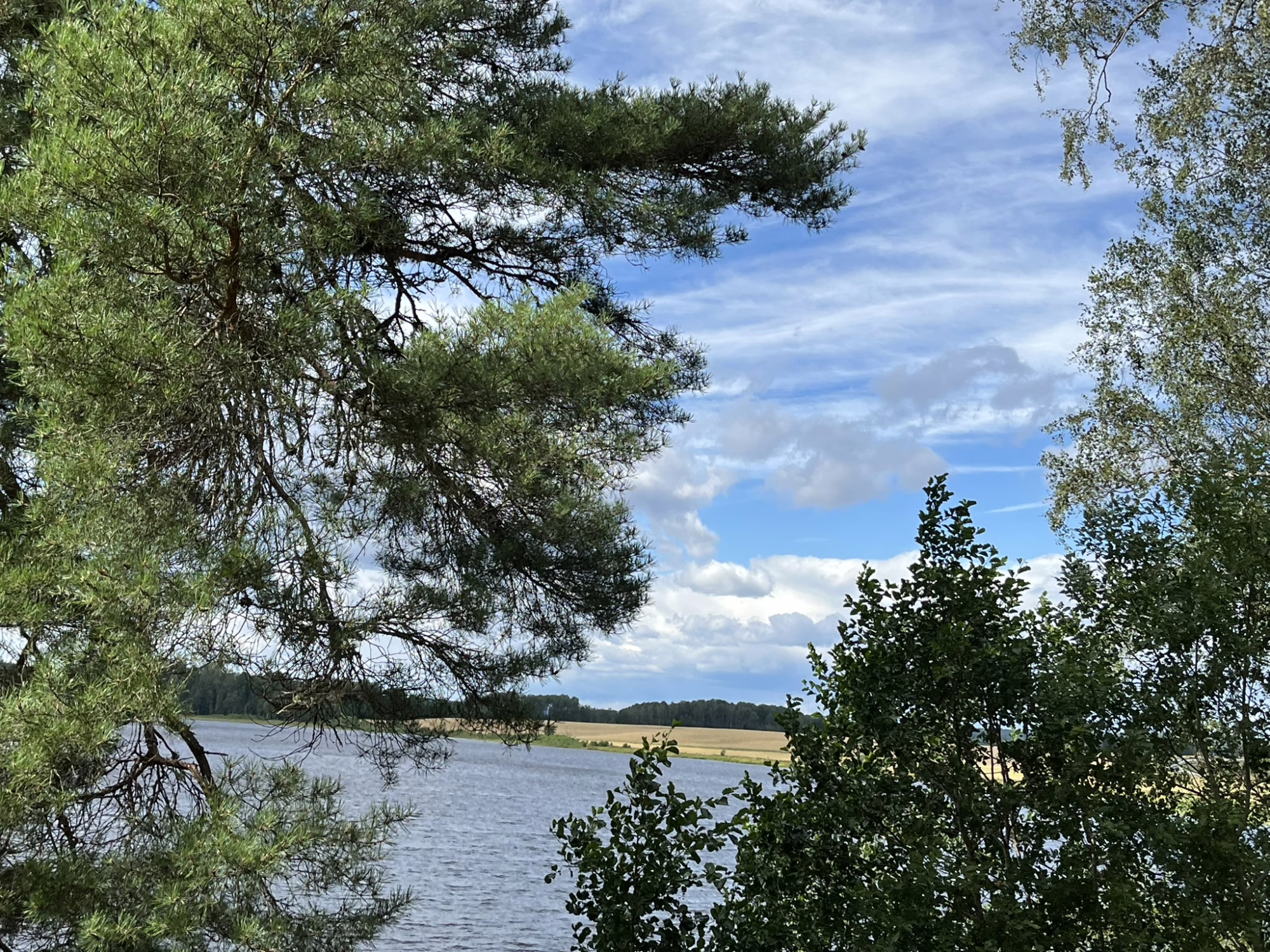 Sjö gömd bakom träd